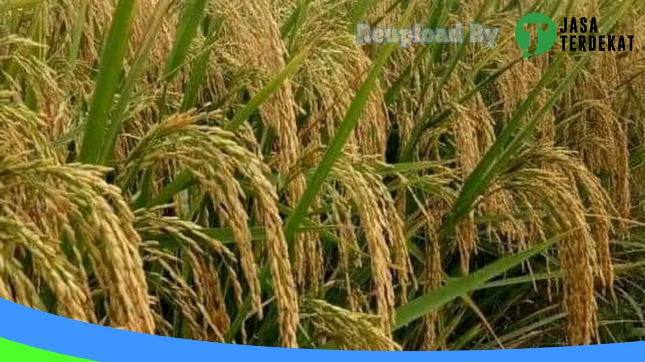 Gambar Sawah Abang Senggol: Jam Besuk, Ulasan, Alamat, dan Informasi Lainnya ke 1