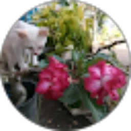 Review From Fauna dan Flora ICR