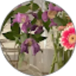 Review From Renata Amidia