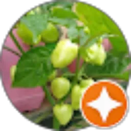 Review From Alfa Betha