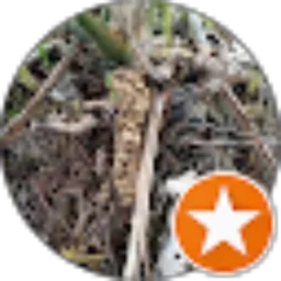 Review From JUMBUN RIMBUN