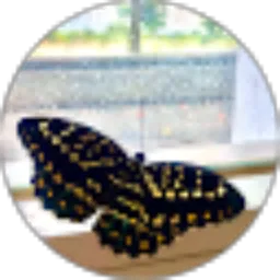 Review From S M