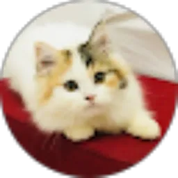 Review From Qis's Cat