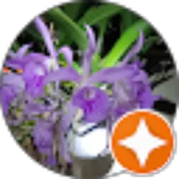 Review From Faidir Andrea