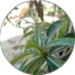 Review From neeycook shin