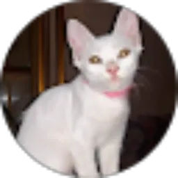 Review From KUCING WONG DUSUN