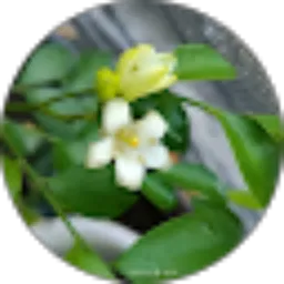 Review From kemuning
