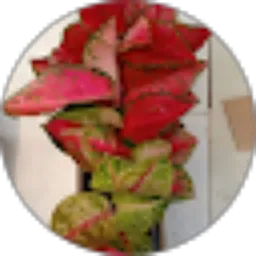 Review From Abdul Khamid