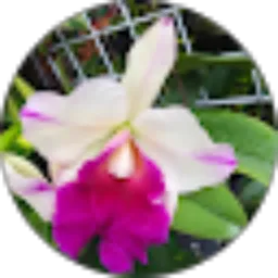 Review From Lita M Winarko