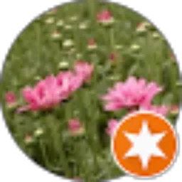 Review From Pindri Pinpo