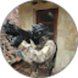 Review From Ghost RPR