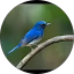 Review From Biru W Bird Aviary
