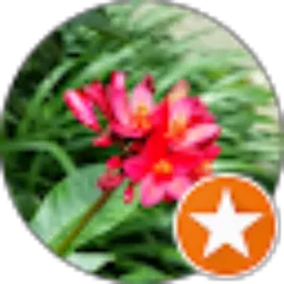 Review From Rahmad