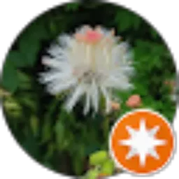 Review From Mas Ukik
