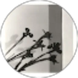 Review From veseiles