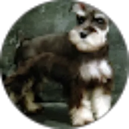 Review From mr dog