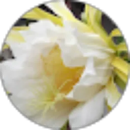 Review From LRoseet Dewi