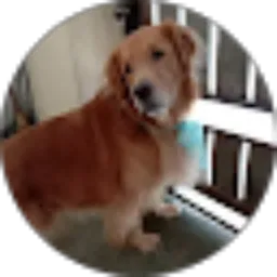 Review From Hachiko MyGolden
