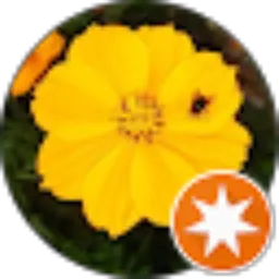 Review From Borcan