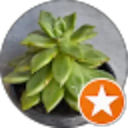 Review From Ranto Parulian