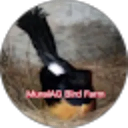 Review From MuraiAG BF