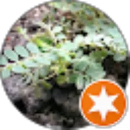Review From Slv trsn_n