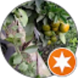 Review From Evanse Luciana