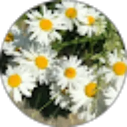 Review From Flower Addict