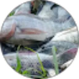 Review From edan mancing