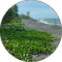 Review From Paskalisali