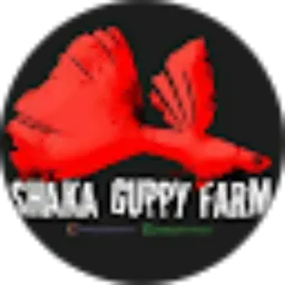Review From Shaka guppy farm