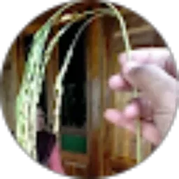 Review From Gus B