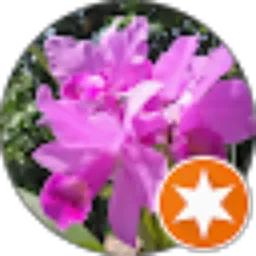 Review From Cattleya orchid