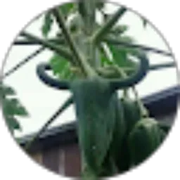 Review From Cblong Cblong