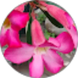 Review From ojo mecucu