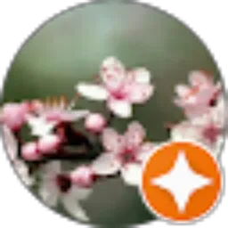 Review From pink sakura