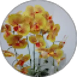 Review From Noni Late