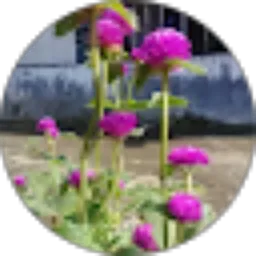 Review From Ulil Abshor