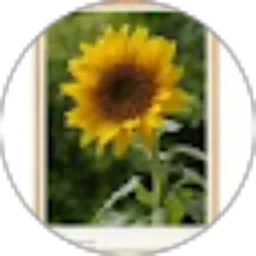 Review From elfi elfi