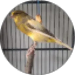 Review From BCN Canary BF