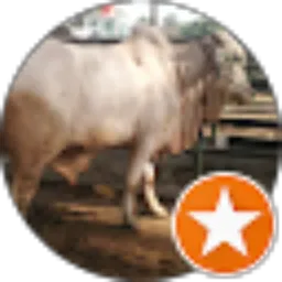 Review From Brahman Cross