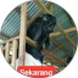 Review From Peternakan berlian Farm