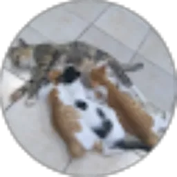 Review From Kucing Manis Rumahan