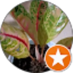 Review From Pesona aglonema B12