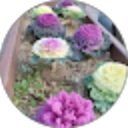 Review From Just Fie