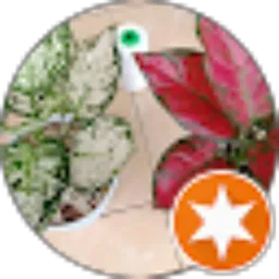Review From Radja aglonema