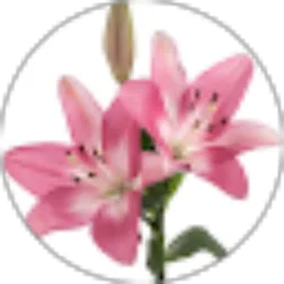 Review From Laura Belqish
