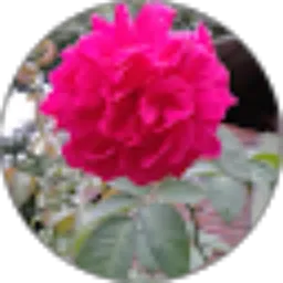 Review From Dyan Syan