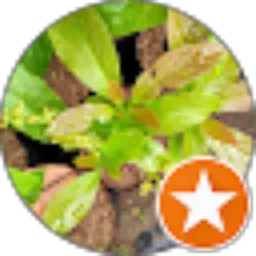 Review From aneka-bibit-buah