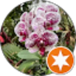 Review From Sapaa